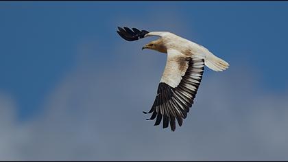 Egyptian Vulture