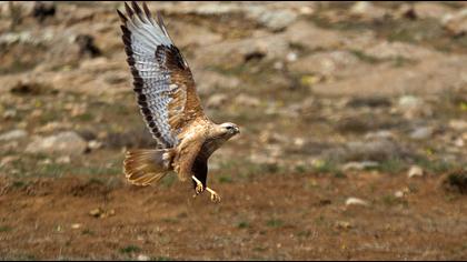 Long-legged Buzzard