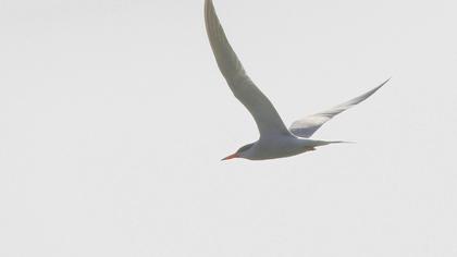 Common Tern