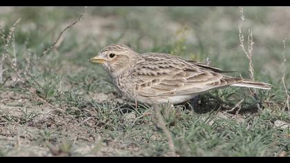 Greater Short-toed Lark