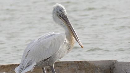 Dalmatian Pelican