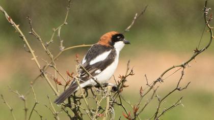 Woodchat Shrike