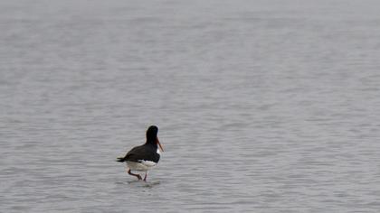 Eurasian Oystercatcher