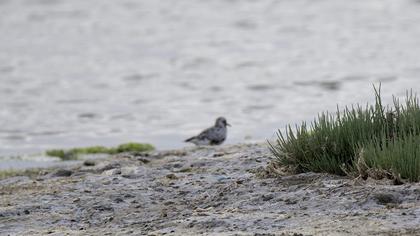 Grey Plover