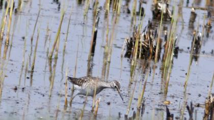 Wood Sandpiper