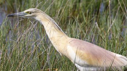 Squacco Heron