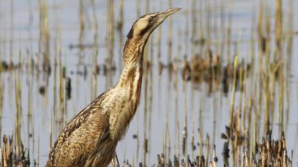 Eurasian Bittern