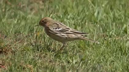 Red-throated Pipit