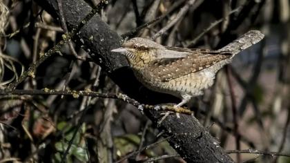 Eurasian Wryneck