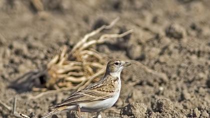Greater Short-toed Lark