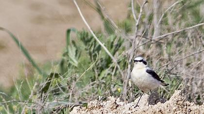 Northern Wheatear