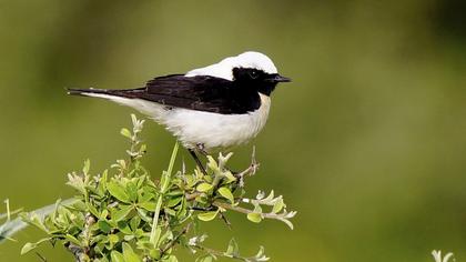 Black-eared Wheatear
