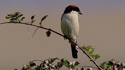 Woodchat Shrike