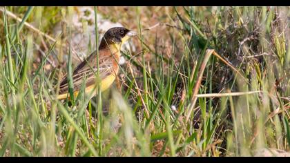 Black-headed Bunting