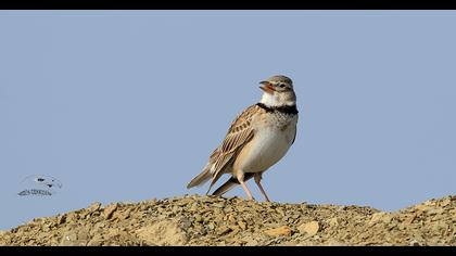 Calandra Lark