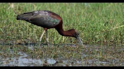Glossy Ibis