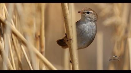 Cetti`s Warbler