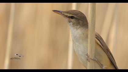 Great Reed Warbler