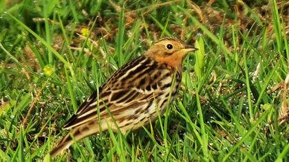 Kızılgerdanlı incirkuşu