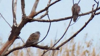 European Turtle Dove