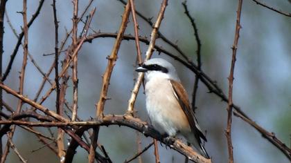 Kızılsırtlı örümcekkuşu