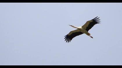 White Stork