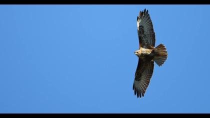 Common Buzzard
