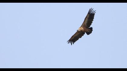 Griffon Vulture