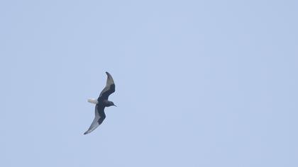 White-winged Tern
