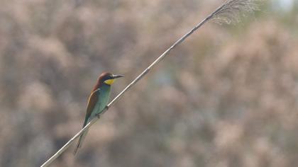 European Bee-eater