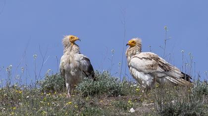 Egyptian Vulture