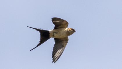 Red-rumped Swallow