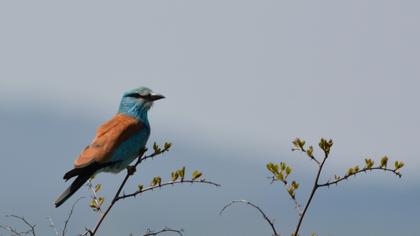 European Roller