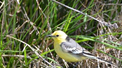 Sarıbaşlı kuyruksallayan