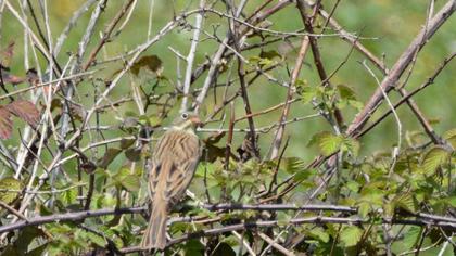 Ortolan Bunting