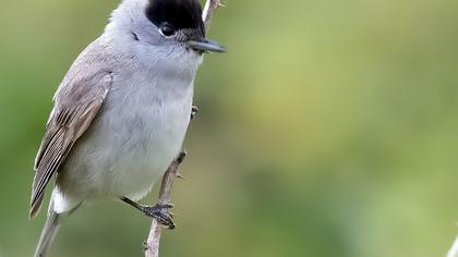 Eurasian Blackcap
