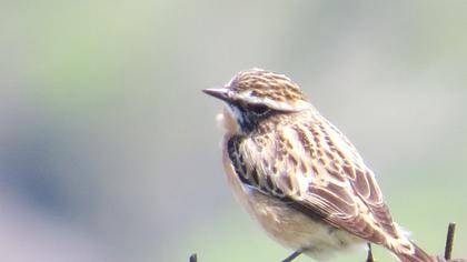 Whinchat