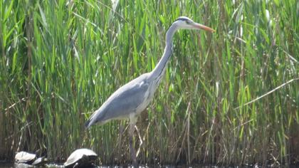 Grey Heron