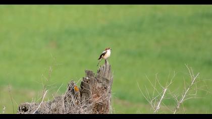 Kızılbaşlı örümcekkuşu