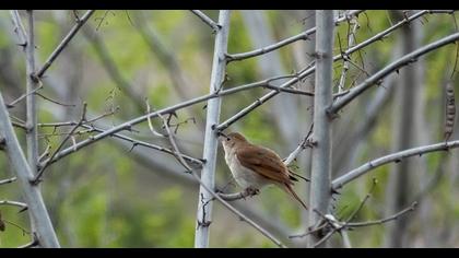 Common Nightingale