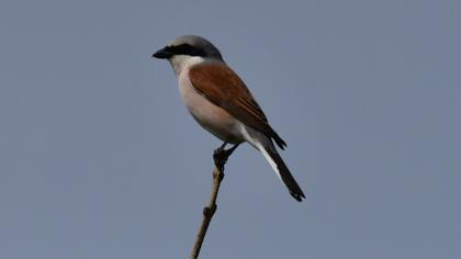 Red-backed Shrike