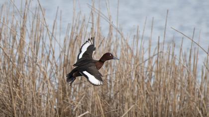 Ferruginous Duck