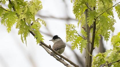 Eurasian Blackcap