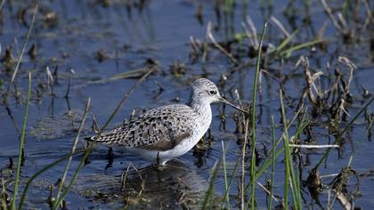 Marsh Sandpiper