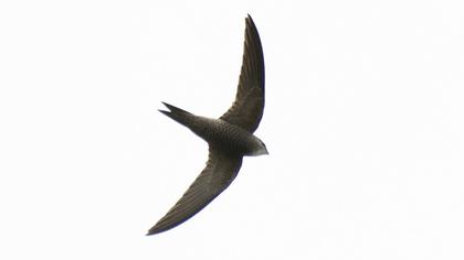Pallid Swift