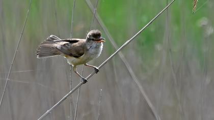 Great Reed Warbler