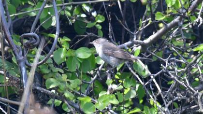 Barred Warbler