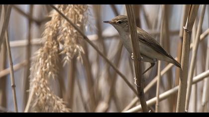 Eurasian Reed Warbler