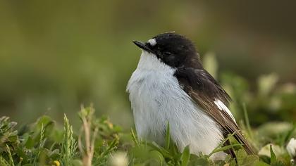 European Pied Flycatcher
