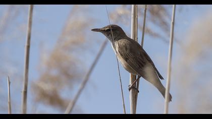 Great Reed Warbler
